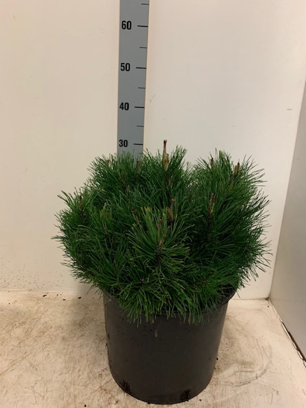 Pinus mugo pumilio - C7.5 40-50 CM